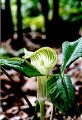 Jack-in-the-pulpit