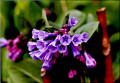 Virginia Bluebells