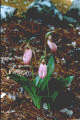 Pink Lady's Slipper