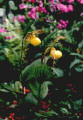 Yellow Lady's Slipper