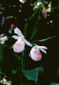 Showy Lady's Slipper