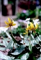 Trout Lily