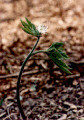 Golden Seal or Yellow Root