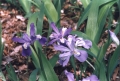 Dwarf Crested Iris