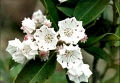 Mountain Laurel