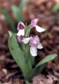 Showy Orchis