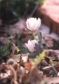 Bloodroot