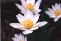 Bloodroot