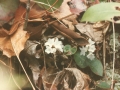 Trailing Arbutus