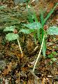 Trillium and the Trilliaceae